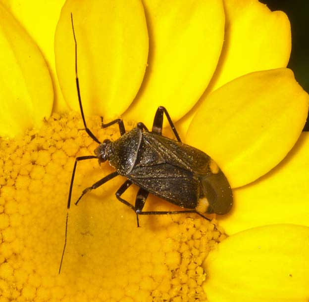 Miridae: Closterotomus cinctipes da Tolfa