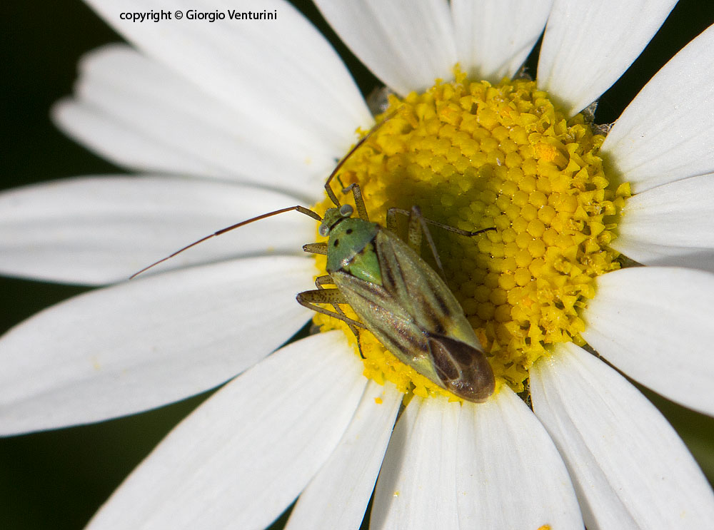 Miridae: Closterotomus norwegicus da Tolfa