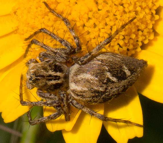 Oxyopes heterophthalmus - Monti della Tolfa (RM)