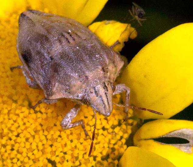 Pentatomidae: Odontotarsus sp. da Tolfa