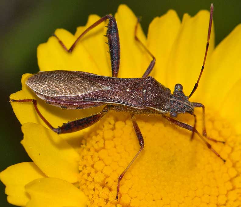 Alydidae: Camptopus lateralis da Tolfa