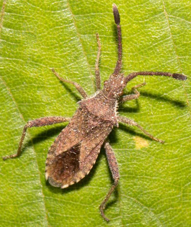 Coreidae: Coriomeris sp da Tolfa