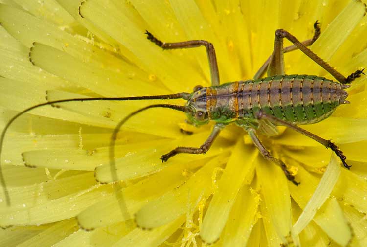 altro ortottero da identificare dalla tolfa