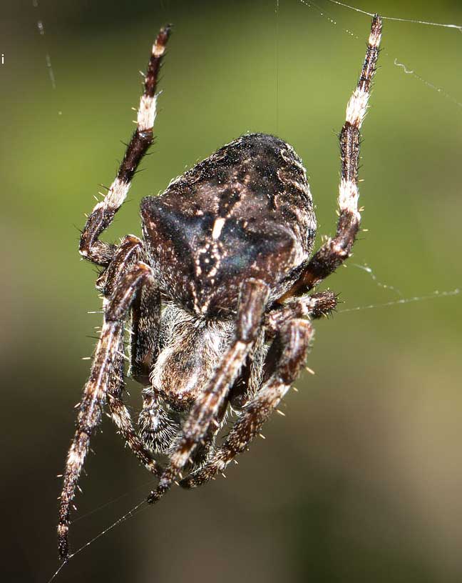 da identificare araneide dalla tolfa