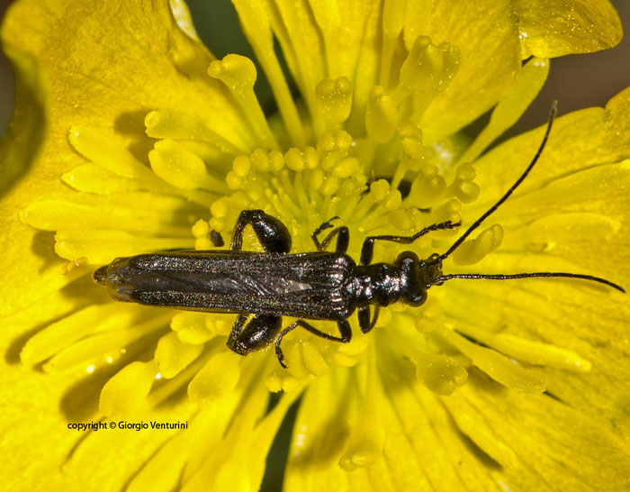 oedemera da identificare