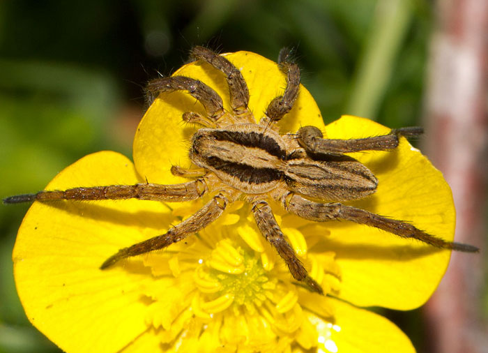 Alopecosa sp. - Parco Nazionale d''Abruzzo