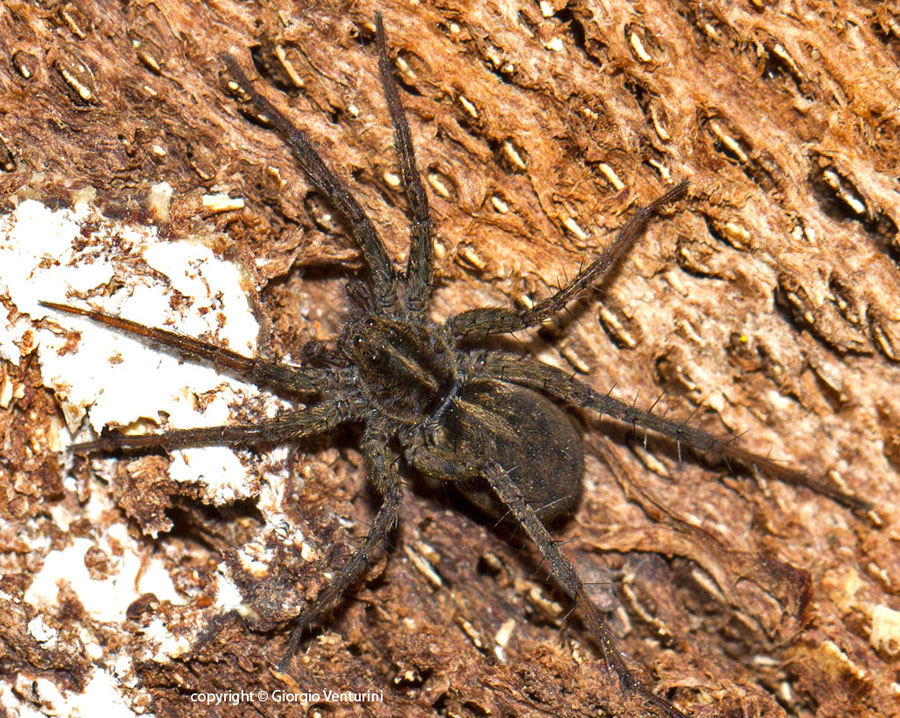 Pardosa sp. - Parco Nazionale d''Abruzzo