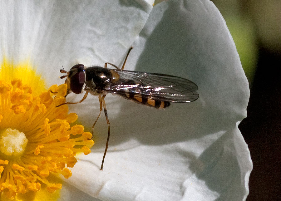 dittero da identificare