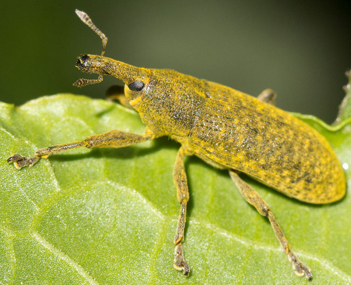 Lixus pulverulentus (cf.)