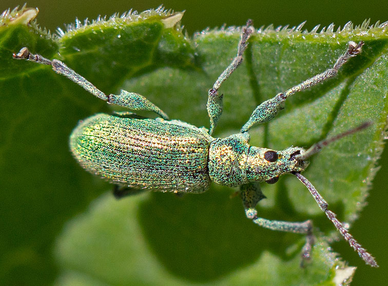 ancora un curculionide da identificare