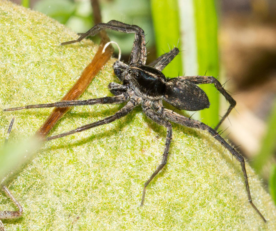 Pardosa sp.  - Campo Felice (AQ)