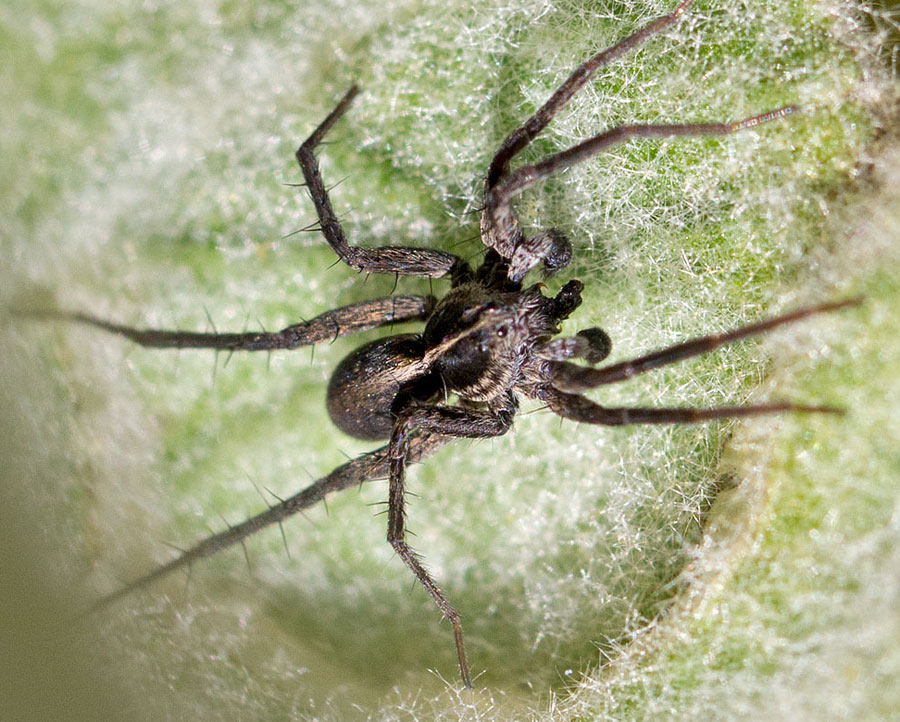 Pardosa sp.  - Campo Felice (AQ)