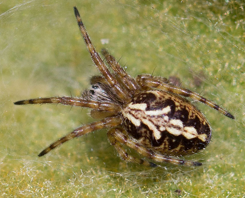 araneide da identificare