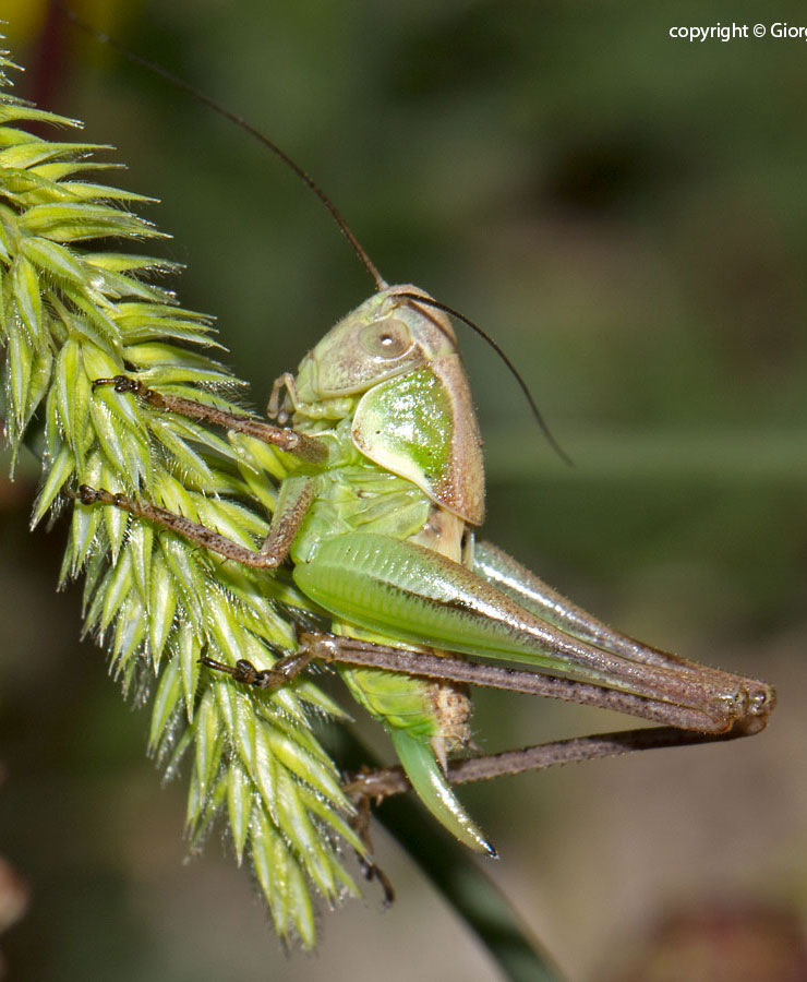 ortottero da identificare