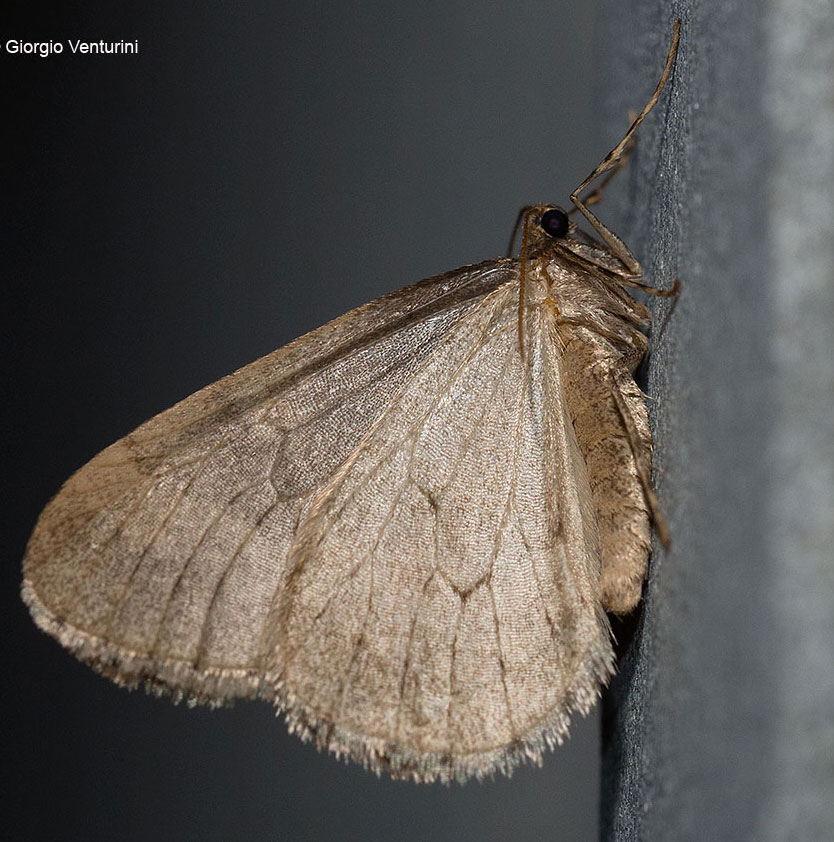 falena dall''appennino ligure