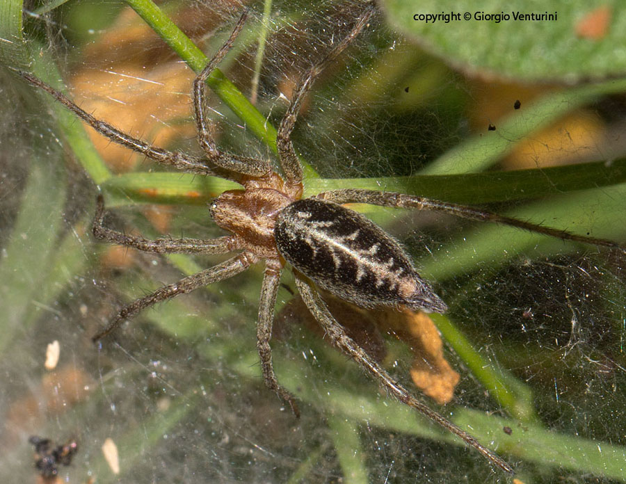 Agelena labyrinthica - Tolfa (RM)