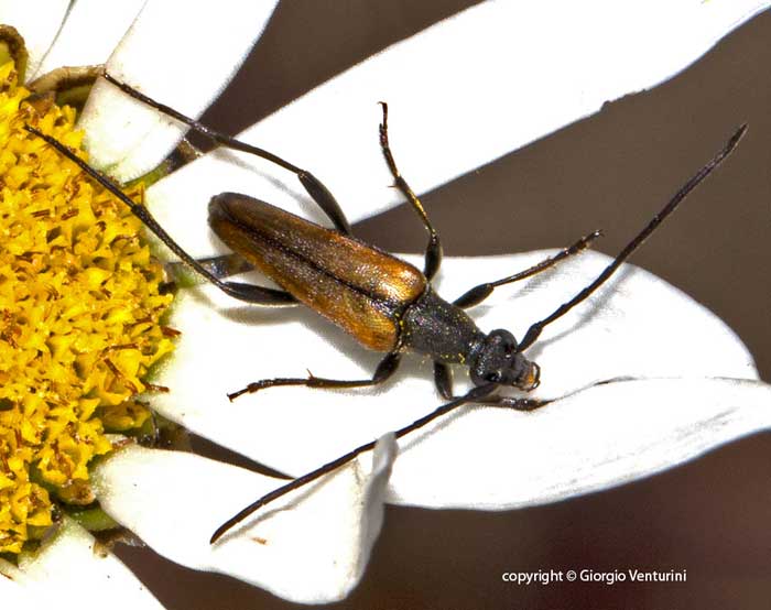 Stenurella melanura dall''appennino ligure