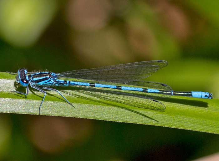 libellula dall''appennino ligure