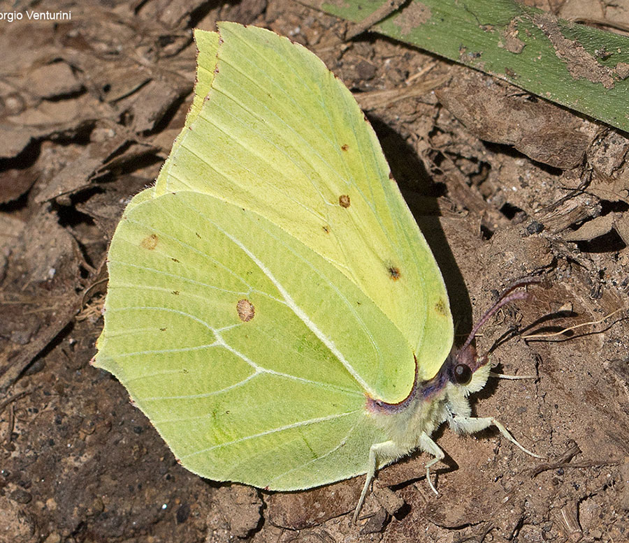 gonopterix da classificare - Gonepteryx rhamni, Pieridae