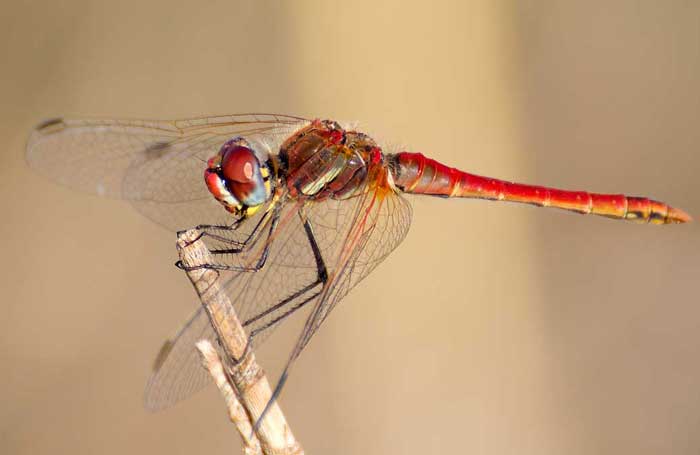 libellula dal lazio