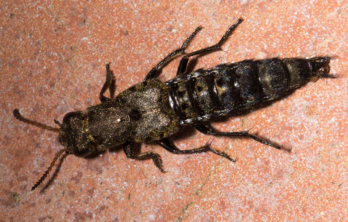 Ontholestes murinus dal parco nazionale d''Abruzzo