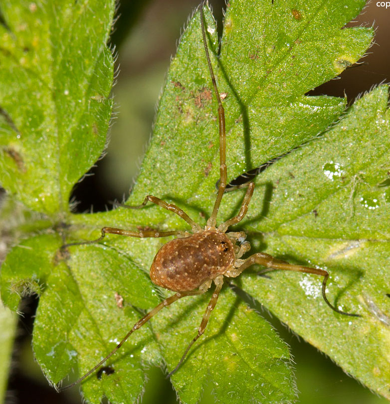 opilionide da identificare