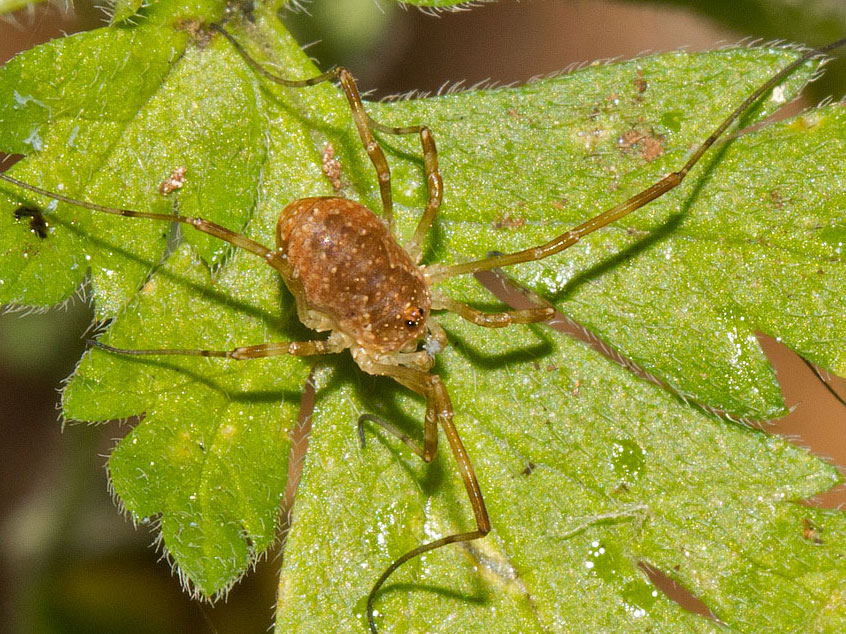 opilionide da identificare