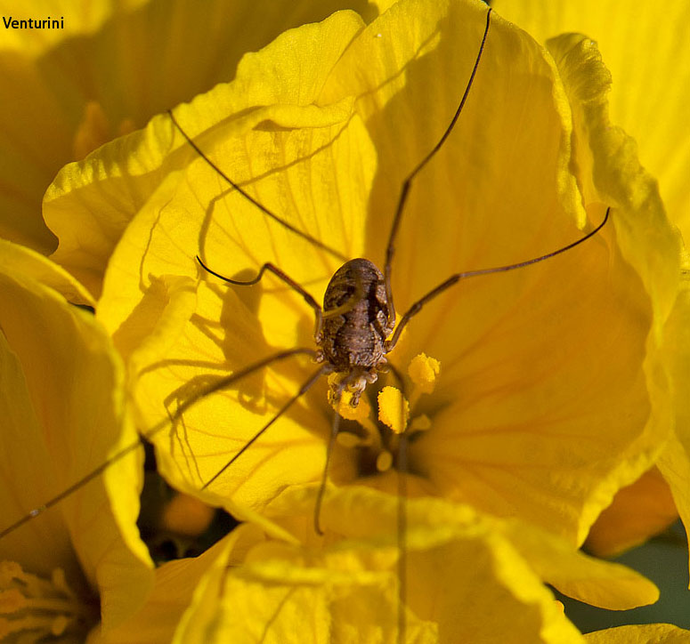 altro opilionide da identificare