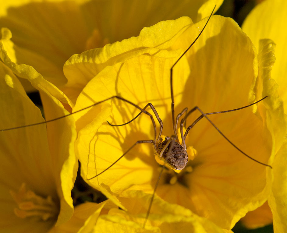 altro opilionide da identificare