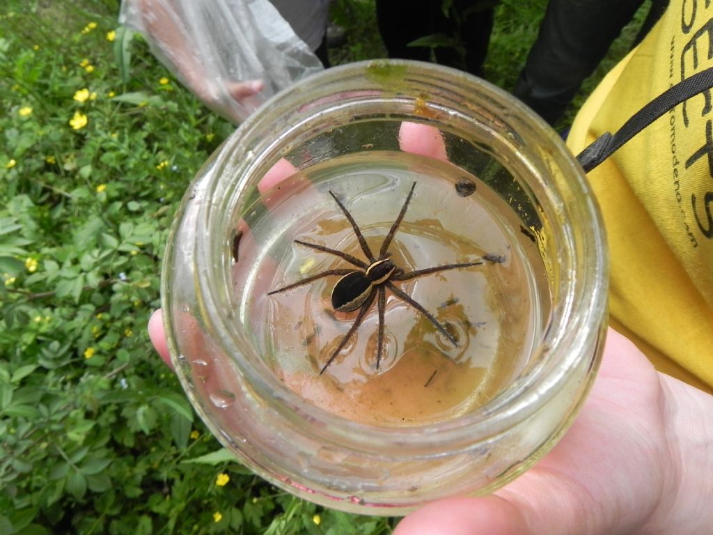 Dolomedes fimbriatus - Pisa (PI)