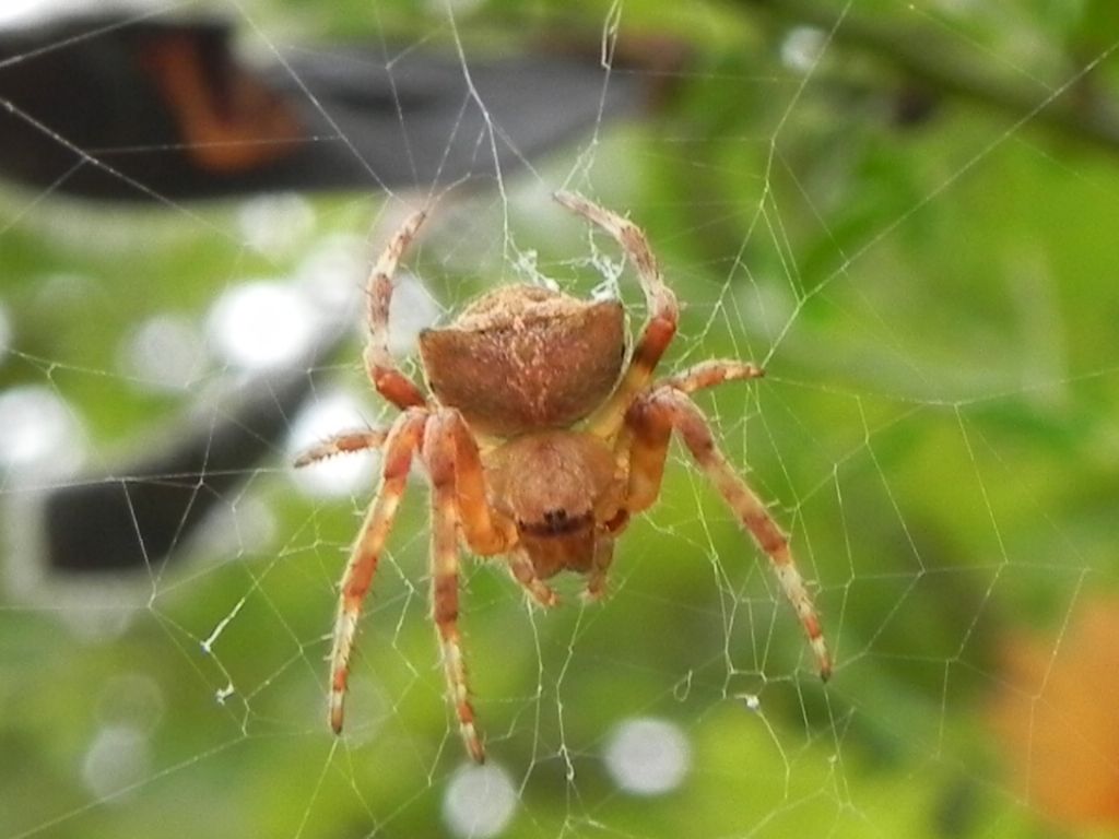 Araneus grossus  - colline delle Cerbaie (PI)