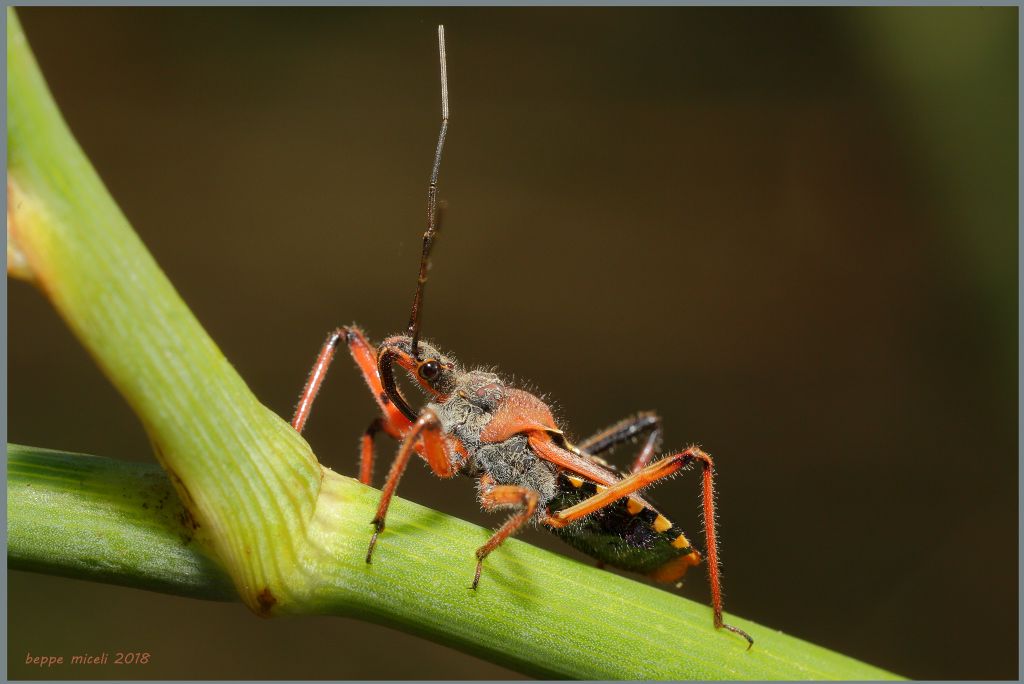 Rhynocoris erytropus ?  S !