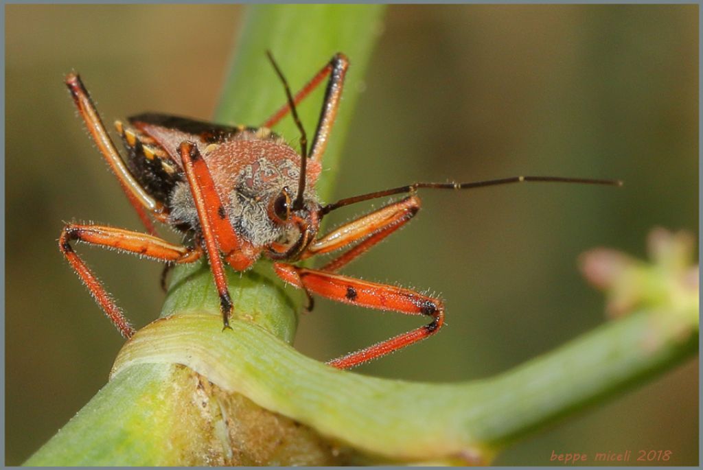 Rhynocoris erytropus ?  S !