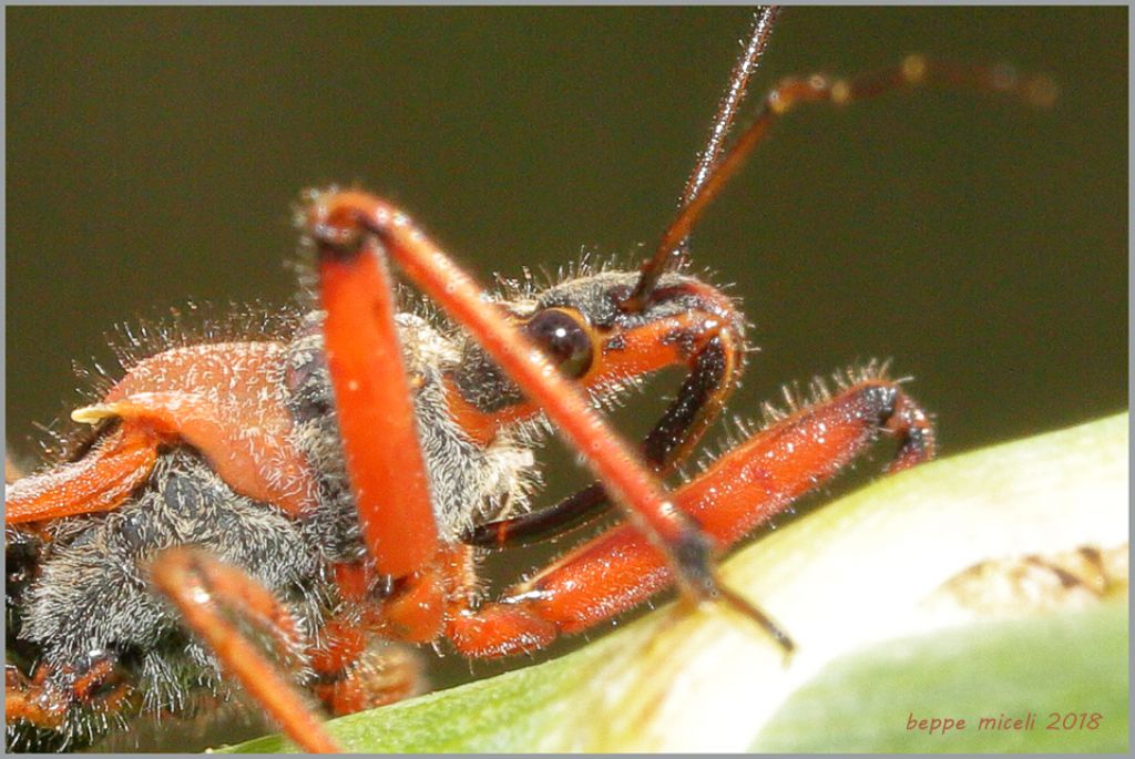 Rhynocoris erytropus ?  S !