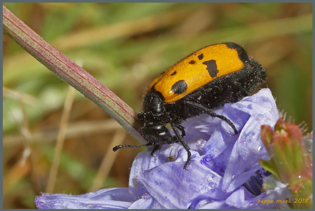 Meloidae: Mylabris variabilis