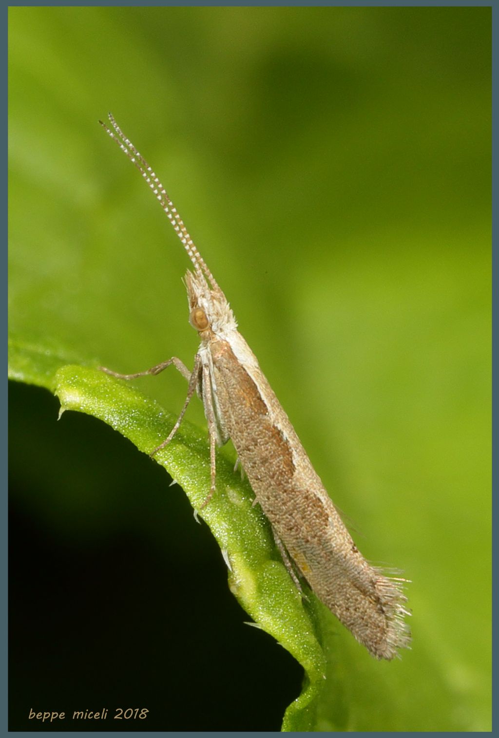 Ypsolophidae ? No,  Plutellidae: Plutella xylostella