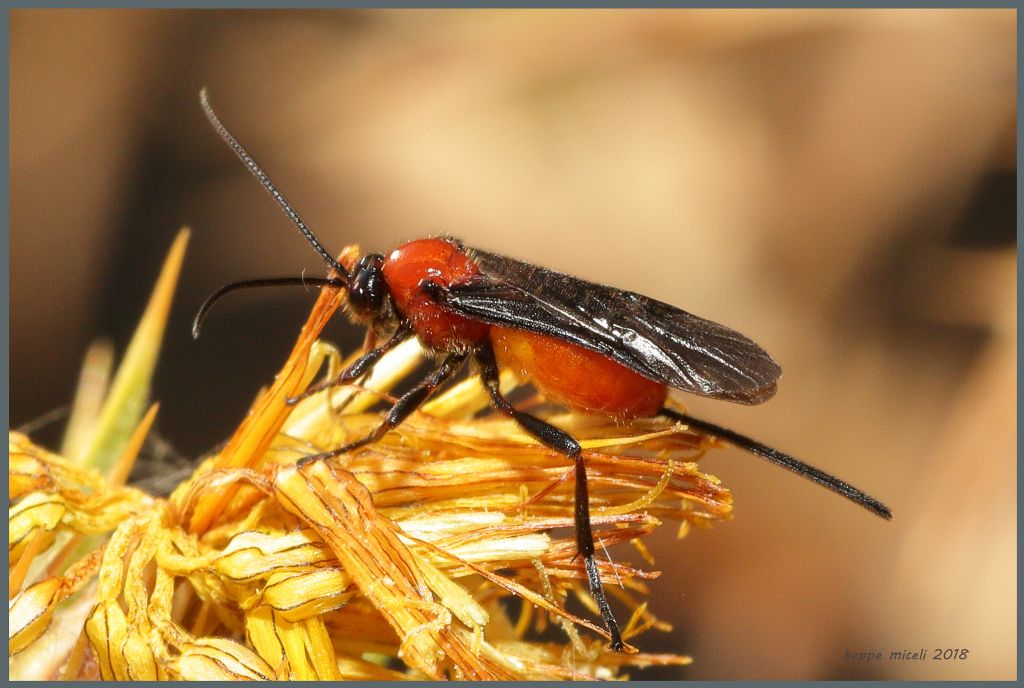 Braconidae:  Glyptomorpha pectoralis?