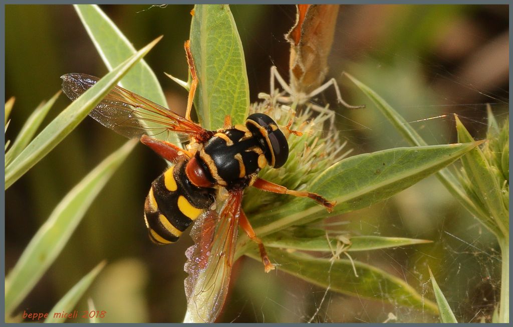 Syrphidae - Milesia semiluctifera