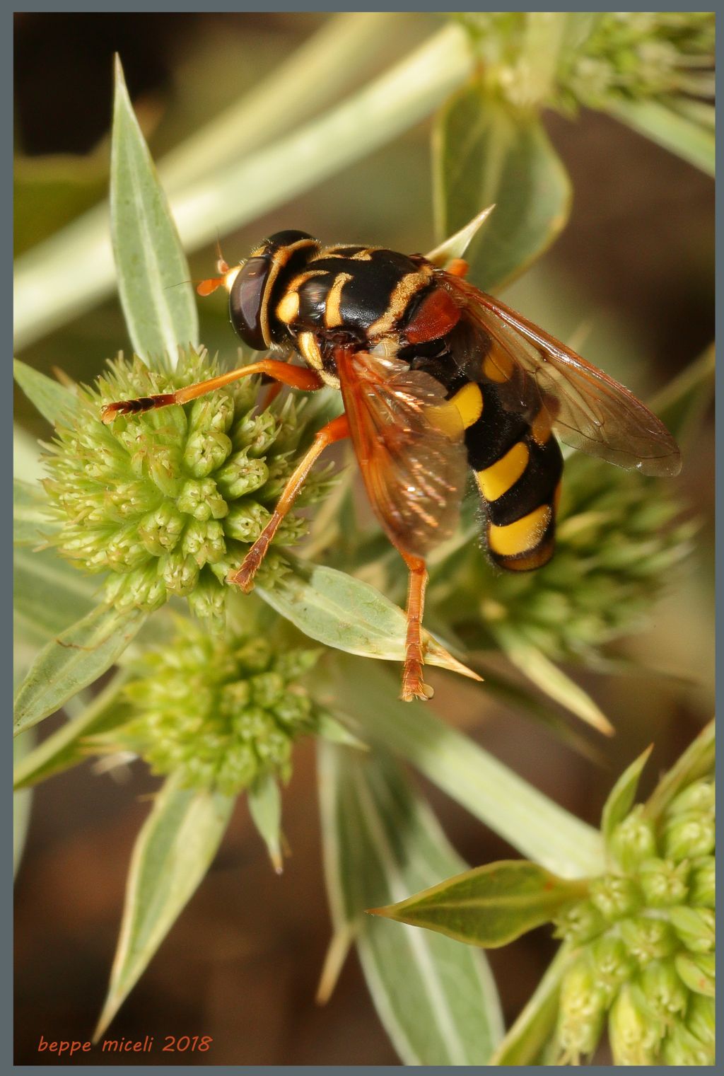 Syrphidae - Milesia semiluctifera