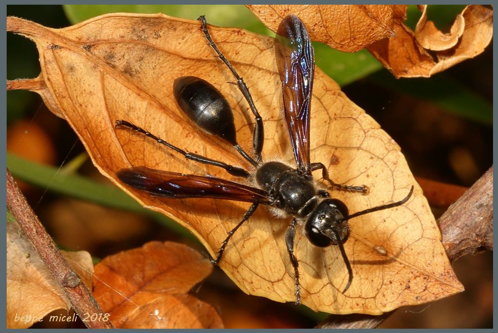 Sphecidae: Chalybion ...?   No, Isodontia mexicana