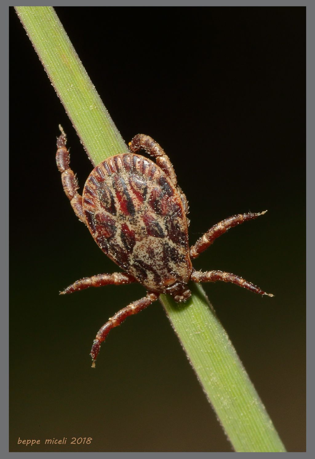 Ixodida  Ixodidae: Dermacentor reticulatus? ... Dermacentor cfr. marginatus