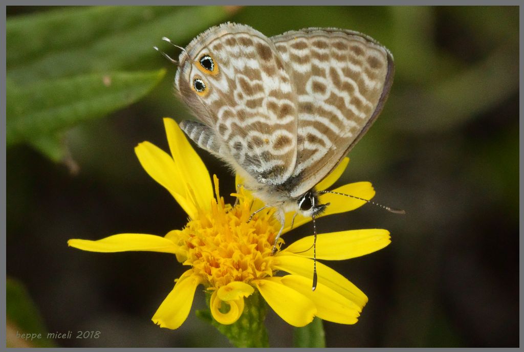 Lycenidae -  Leptotes pirithous