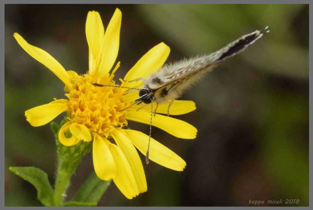 Lycenidae -  Leptotes pirithous