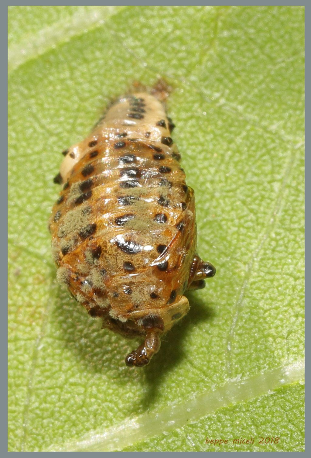 Pupa di Chrysomela (=Melasoma) populi (Chrysomelidae) parassitata da Imenottero