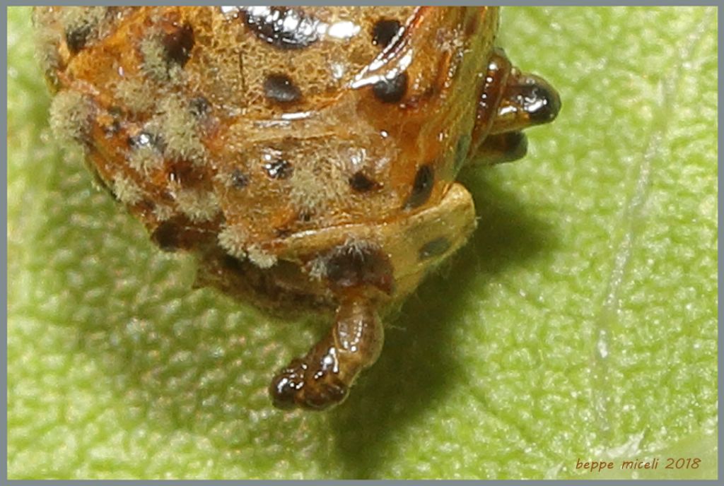 Pupa di Chrysomela (=Melasoma) populi (Chrysomelidae) parassitata da Imenottero