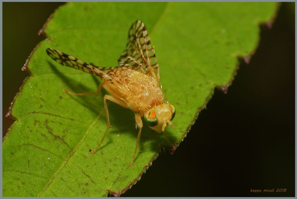 Tephritidae: Euaresta aequalis ?  S, femmina