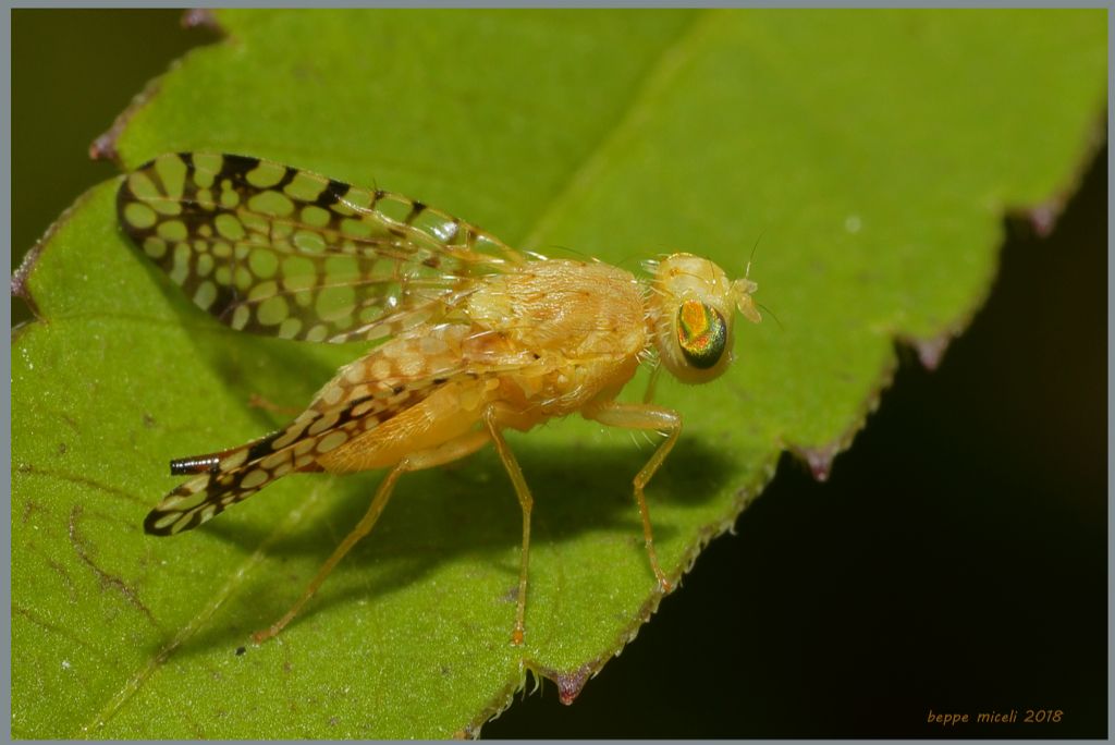 Tephritidae: Euaresta aequalis ?  S, femmina