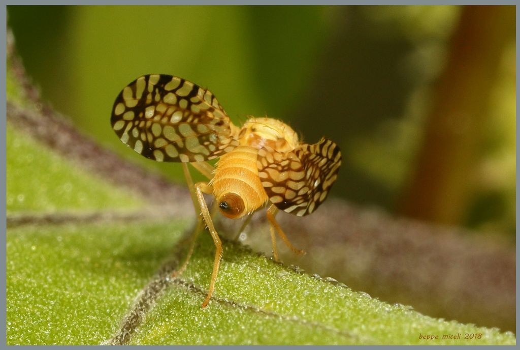 Tephritidae: Euaresta aequalis ?  S, femmina