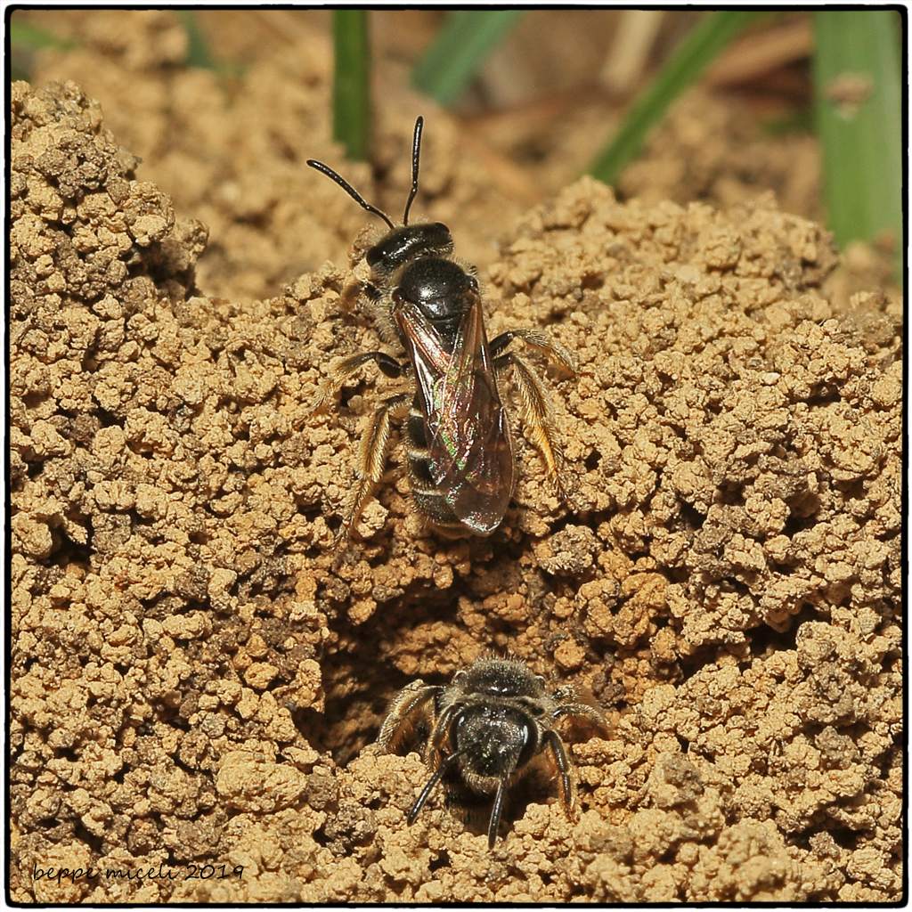 Colletes cunicularius ?  No, Apidae Halictinae: Halictus sp. o Lasioglossum sp.