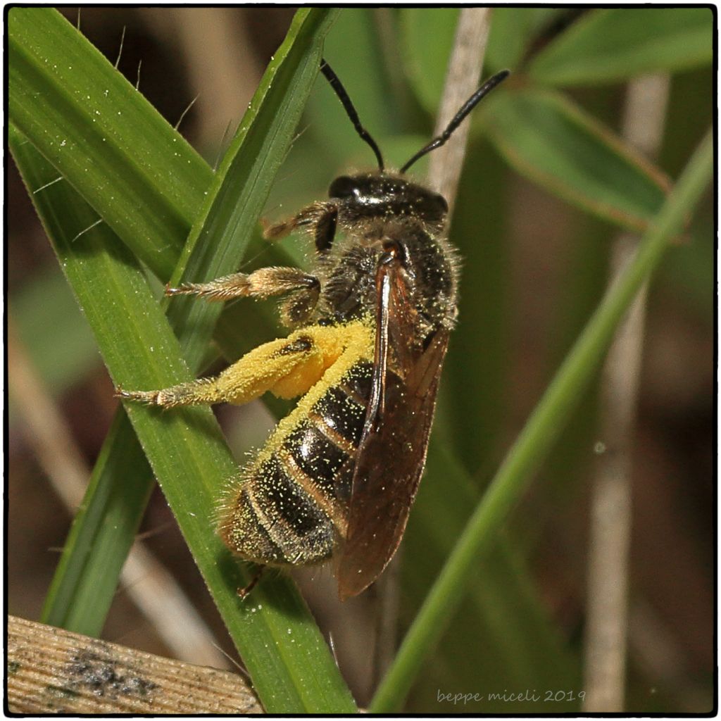 Colletes cunicularius ?  No, Apidae Halictinae: Halictus sp. o Lasioglossum sp.